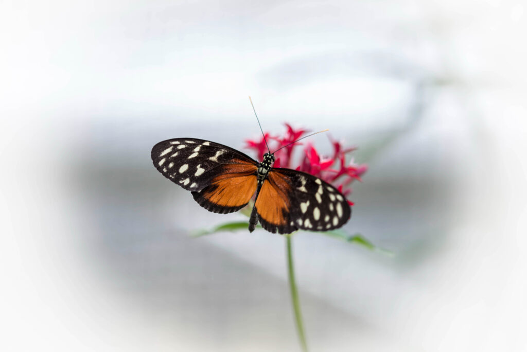 braunoranger Monarchfalter mit weißen Flecken im Außenbereich der Flügel