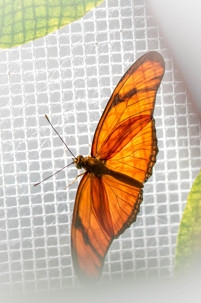 Dryas iulia ein oranger Schmetterling länglich in die Breite gehend