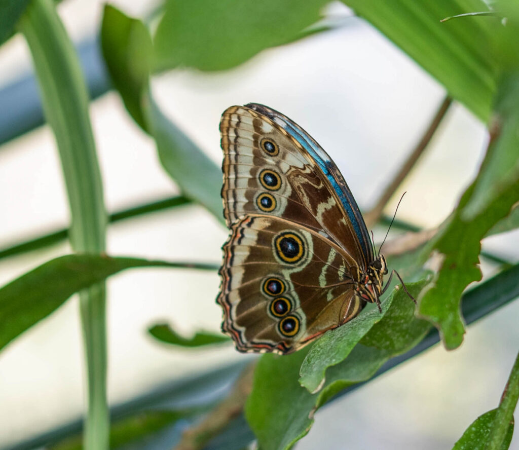 der blaue Morpho Schmetterling mit zusammengeklappten Flügeln auf einem grünen Blatt