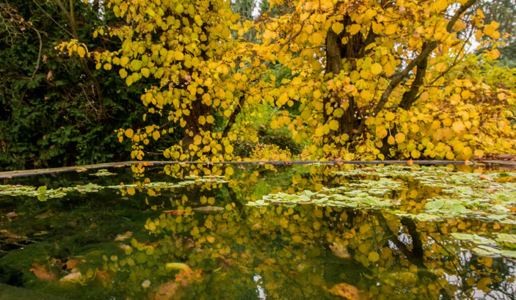 Brunnen mit Blätterspiegelung im Arboretum in Oberkassel bei Bonn