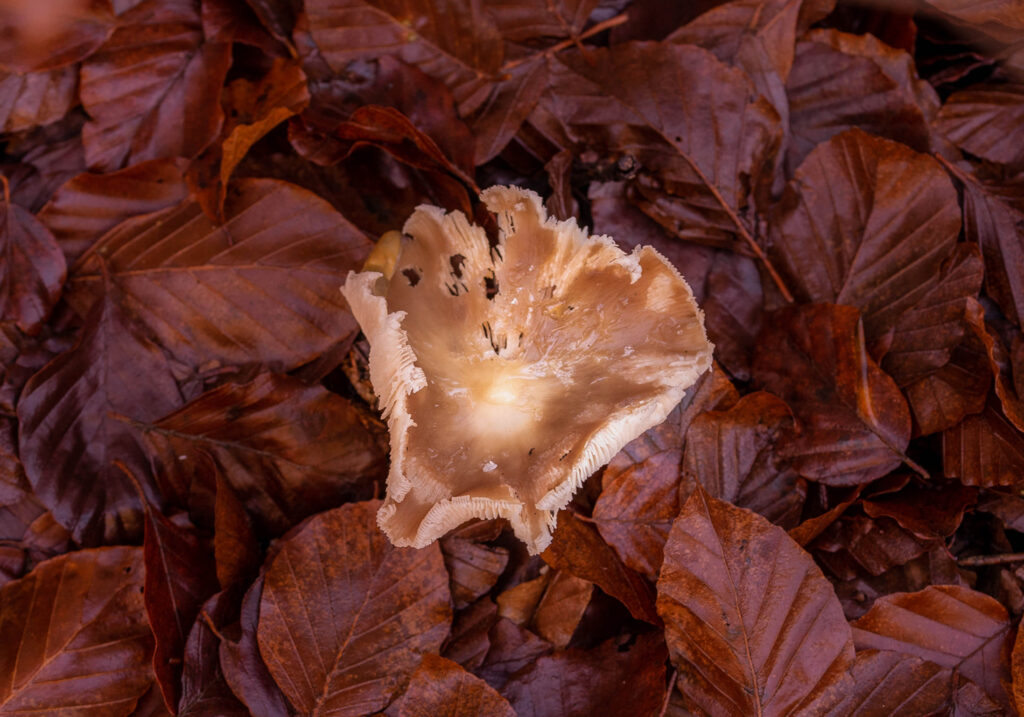 Pilz im Herbstlaub, sieht aus wie der Rettich-Fälbling