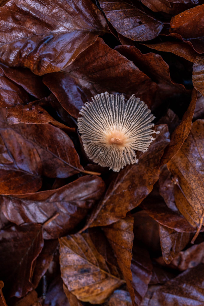 ein Pilz mit Lamellenform auch auf der Oberfläche im Herbstlaub