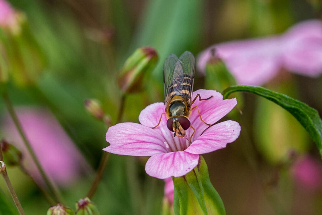 Nahaufnahme einer Schwebfliege auf rosa Blüte