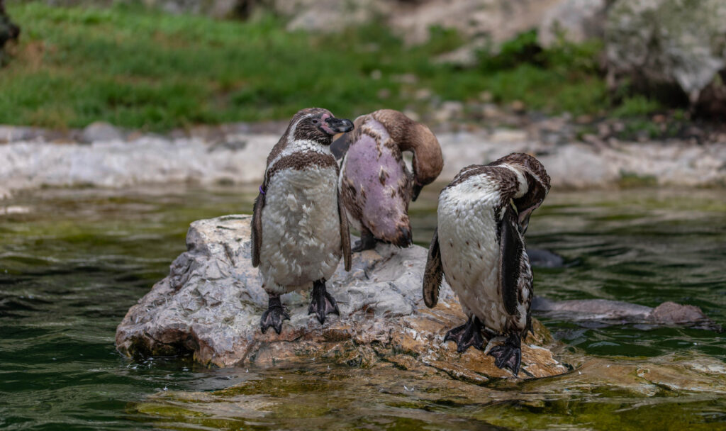 drei Humboldt-Pinguine auf Stein im Teich Tiergarten Schönbrunn Wien
