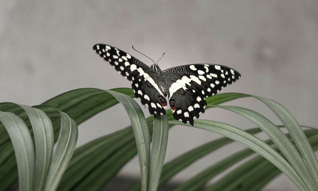karierter Schwalbenschwanz - Schmetterling in schwarz weiß mit zwei blauen Augen auf braun am unteren Flügel