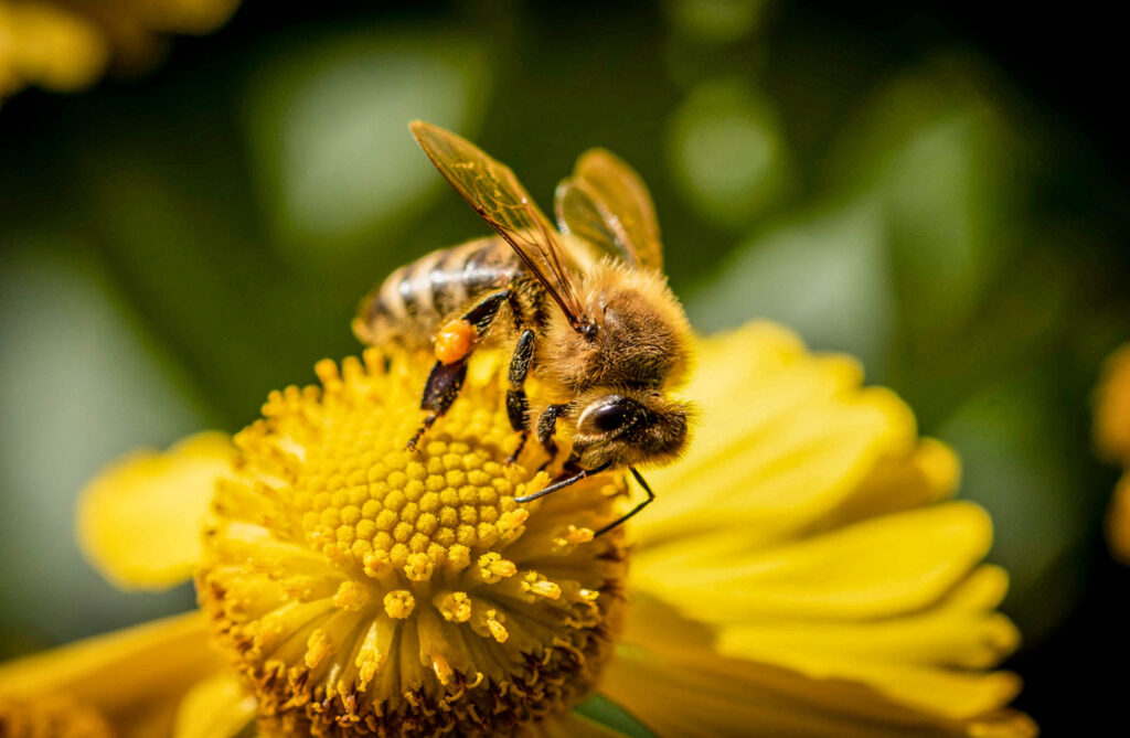Nahaufnahme von Biene mit Pollensack auf gelben Blütenstempel