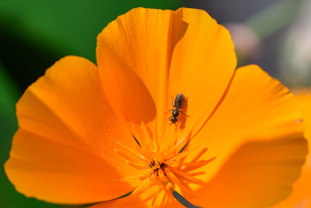 Ameise mit Flügeln auf gelber Blüte