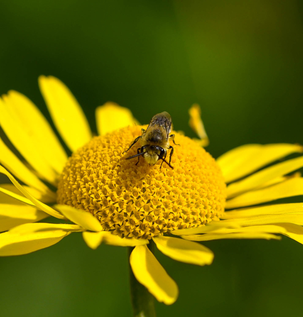 Nahaufnahme Biene auf gelber Blüte