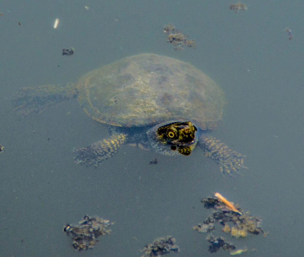Sumpfschildkröte im Garten der Residenz des Prinzen Gong in Peking