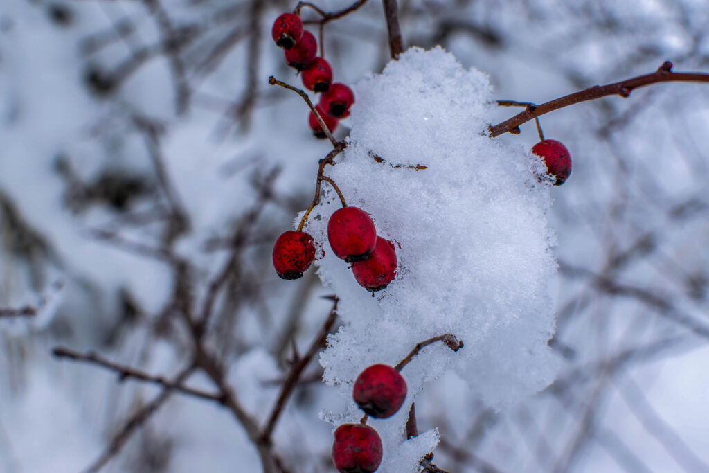 rote Beere vom Weissdorn mit Schneehaube