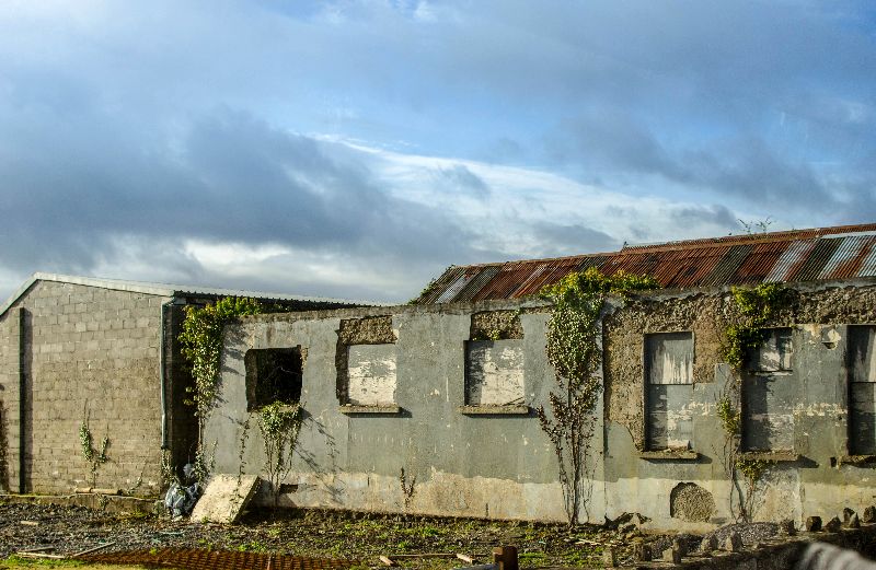 verlassenes Gebäude in Irland wo die Natur wieder davon Besitz ergriffen hat