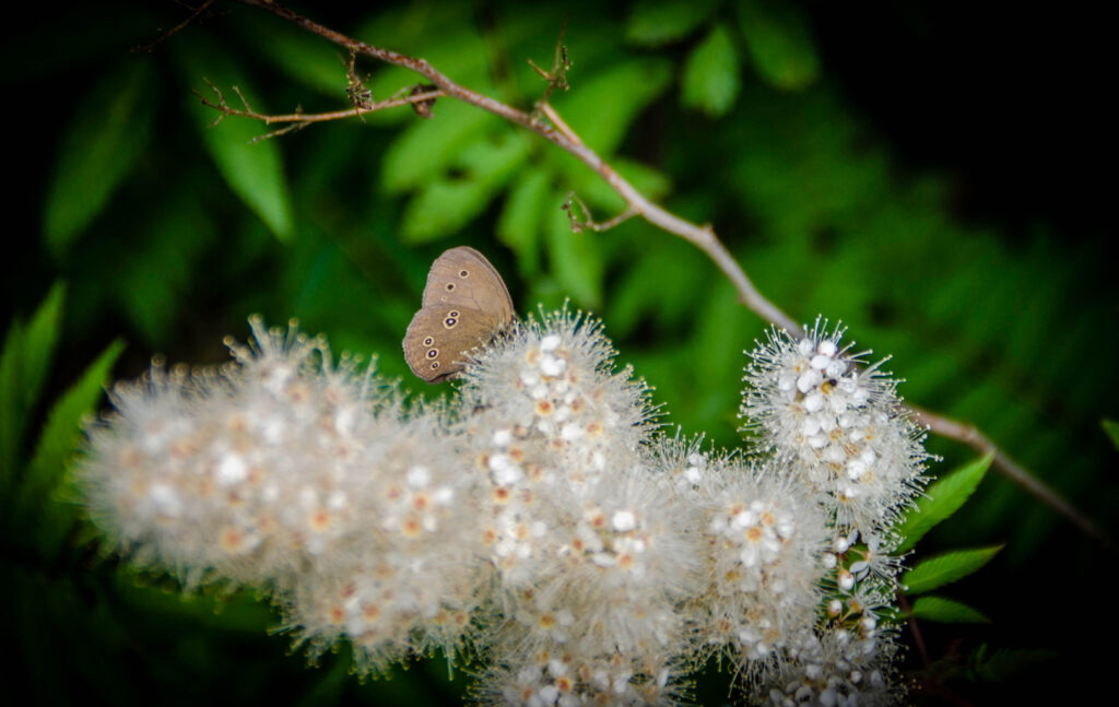 Schornsteinfeger Schmetterling auf weißen Blütendolde
