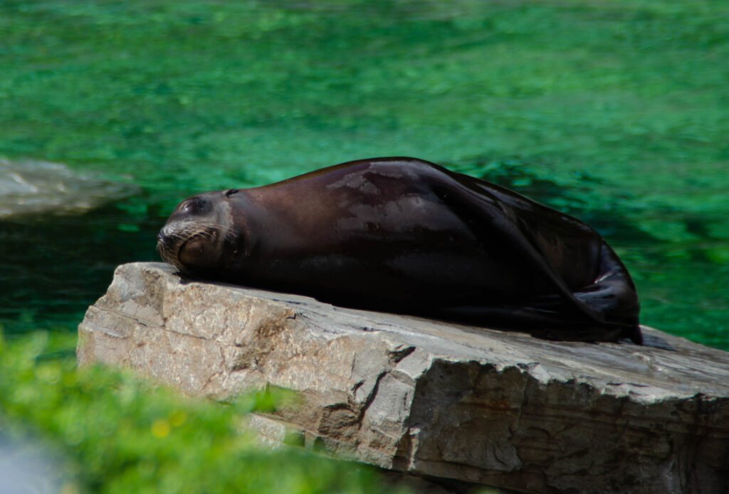 schlafender Seehund auf Steinblock am Wasserbecken im Kölner Zoo