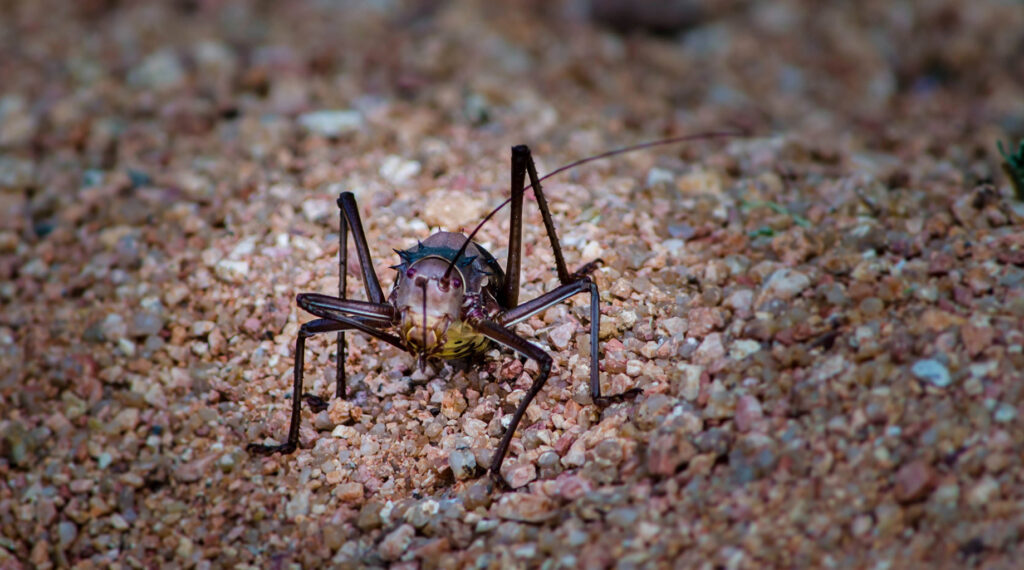 Foto von Langfühlerheuschrecke in Namibia