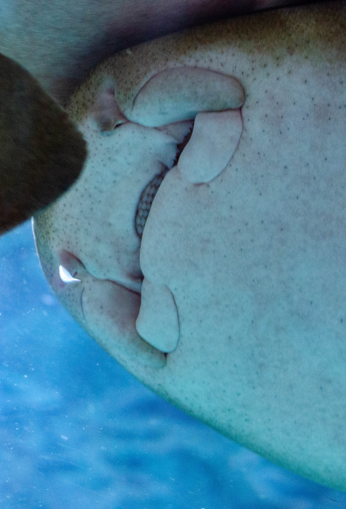 Detailaufnahme Unterseite Gesicht Rochen