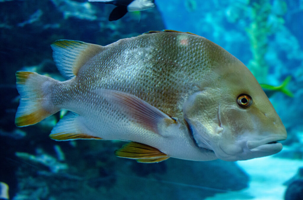 Schnapper-Fisch im Aquarium