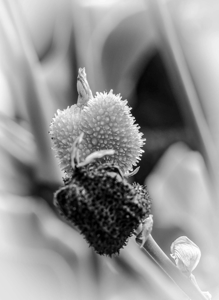schwarzweiße Macroaufnahme mit Blütenständen