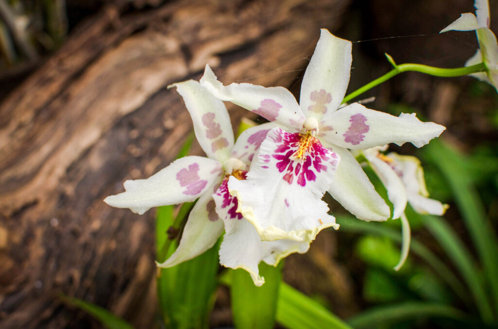Orchidee weiß mit pinken Flecken in der Mitte