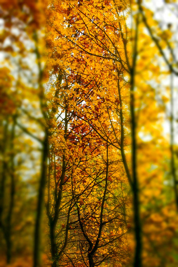 Herbstlaub im Wald von Rietberg OWL