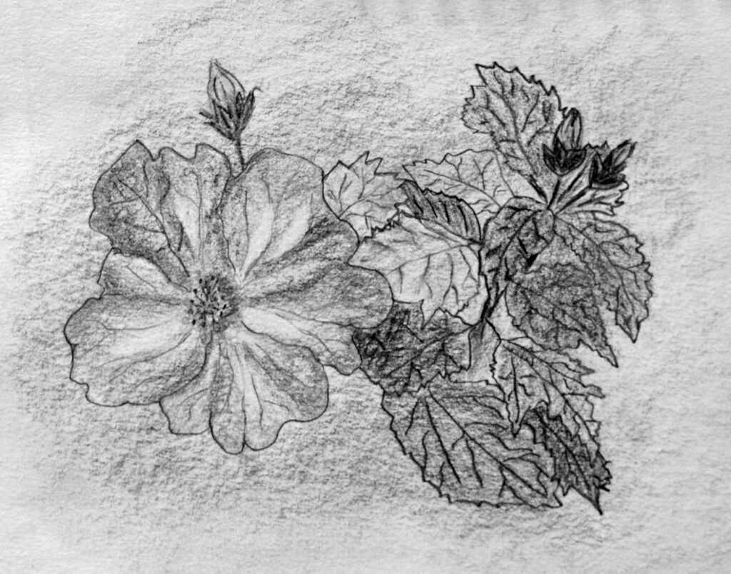 Kohle-Zeichnung auf Aquarallpapier von Hibiscusblüte mit Blättern