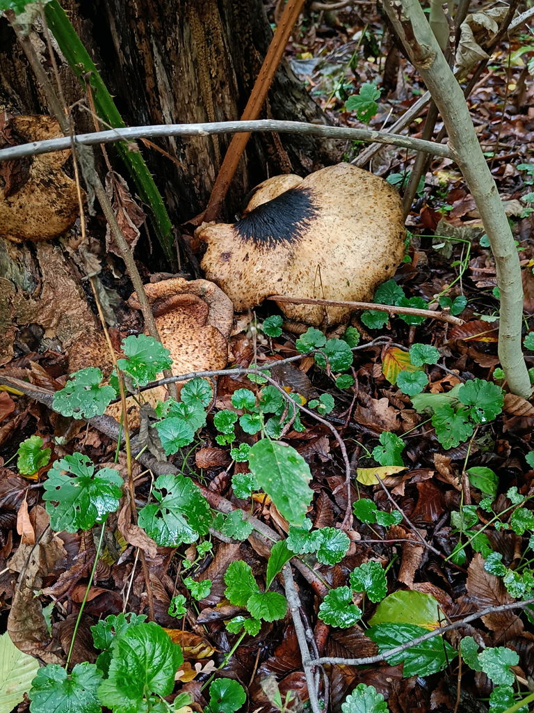 großer Schwamm-Pilz mit schwarzer Mitte an Baumstumpf