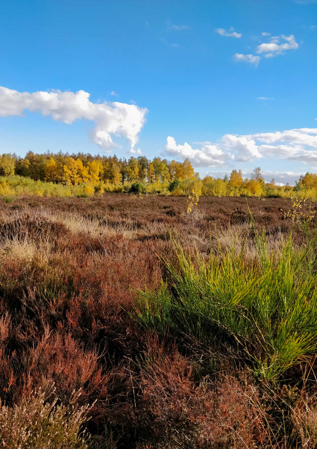 Drover Heide mit all ihren Farben von braunrot bis leuchtend gelb