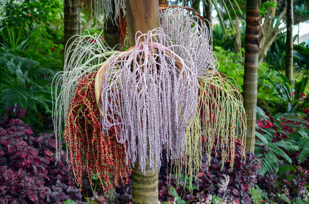 grün, rosa und gelbe Palmen-Blütenstände mit Früchten am Stamm runterhängend