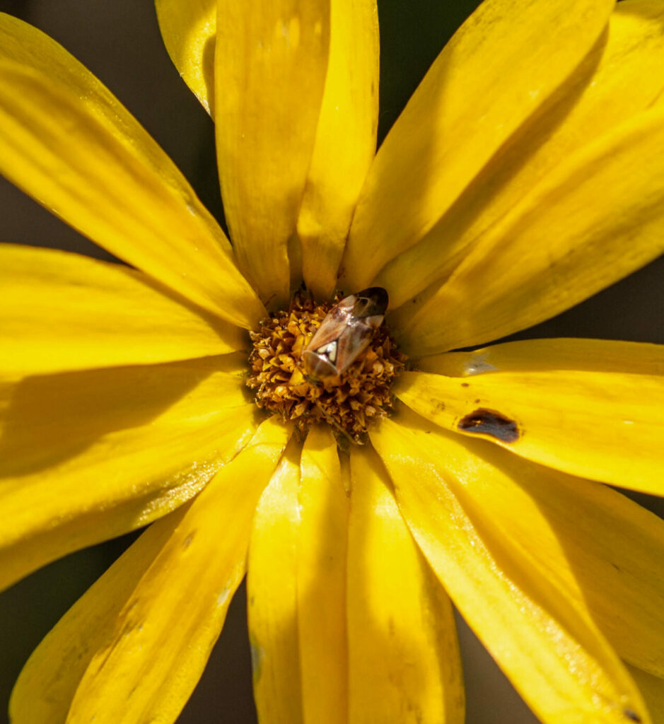 Kleines Insekt mit einem V auf dem Rücken zum Kopfbereich mit gestreiften Flügeln auf gelber Blüte