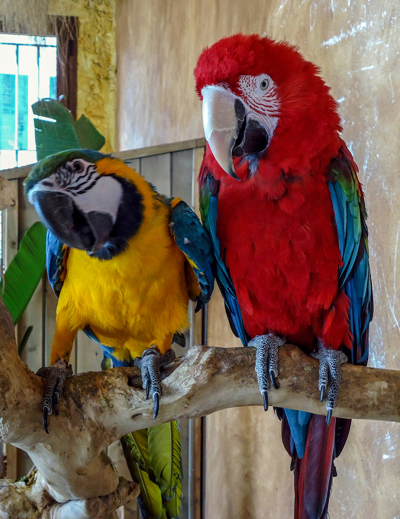 ein roter und ein gelbblauer Ara Papagei auf einem Ast