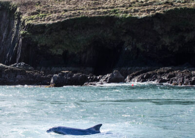 Delphin von der Dingle-Bucht in Irland