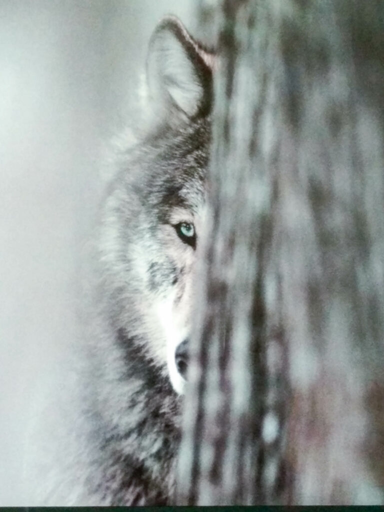 Ölbild in Graustufen mit Wolf hinterm Baum