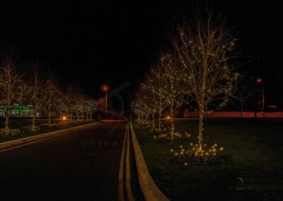 County Arms Hotel Birr - Einfahrt bei Nacht mit einer Allee von Laubbäumen mit leuchtenden Lichterketten und blühenden Osterglocken im Kreis um den Stamm