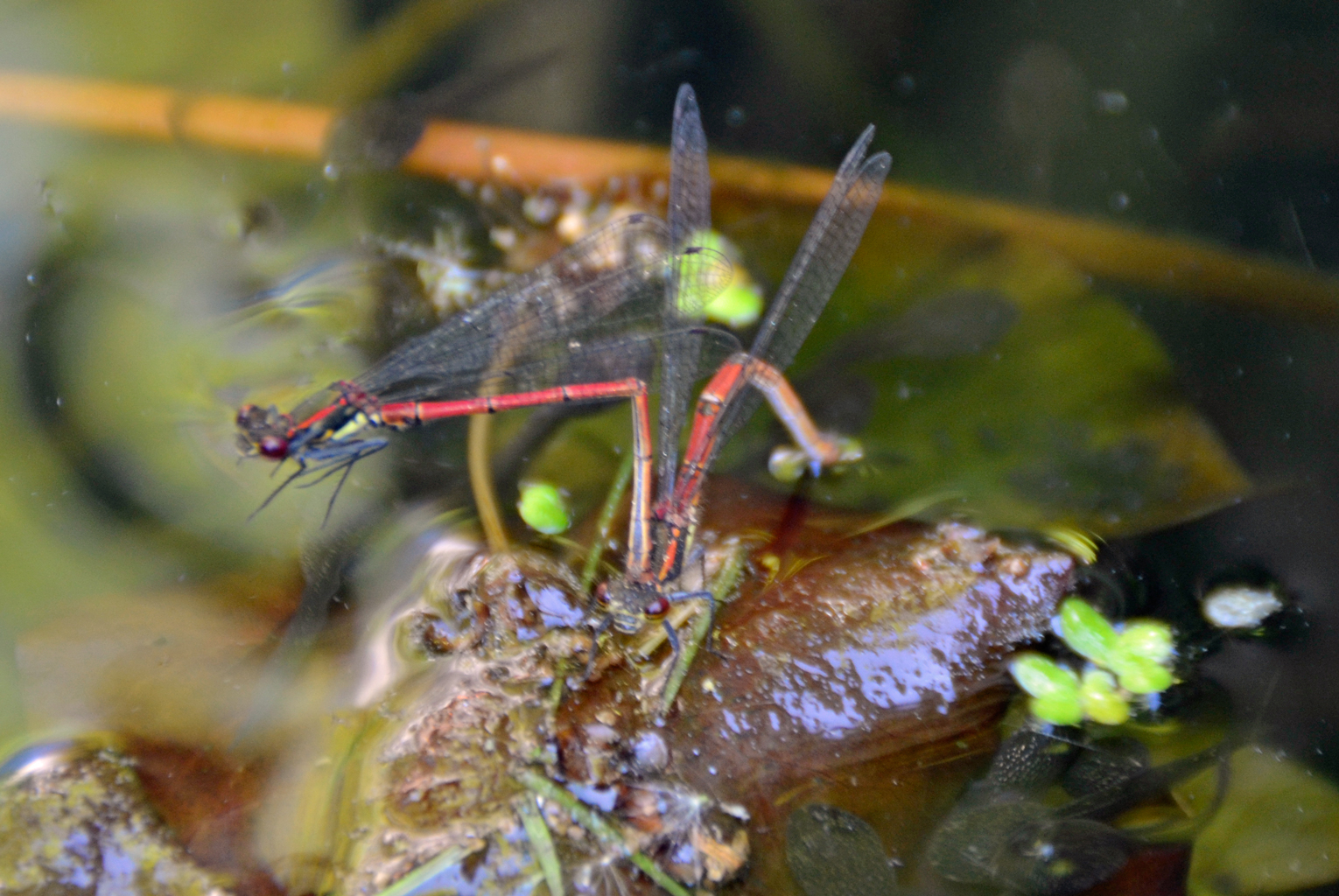 zwei sich paarende rote Libellen auf Teich