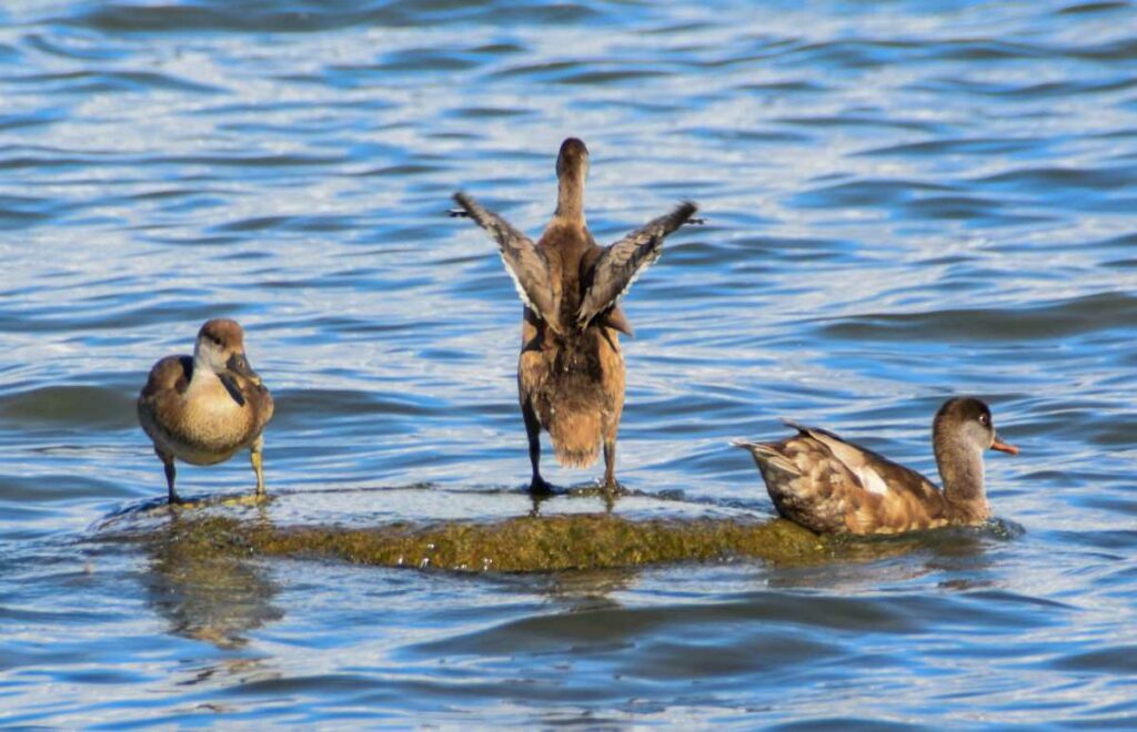 sich aufrichtende Ente mit erhobenen Flügel auf Stein im Wasser der Müritz