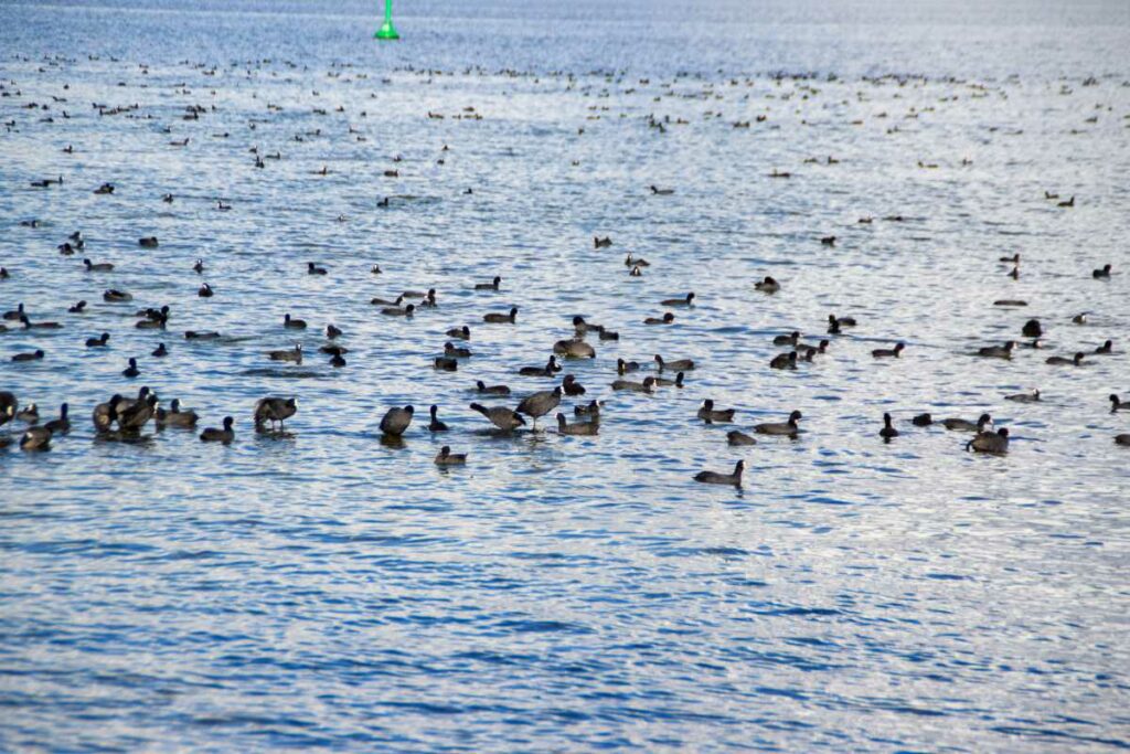 Versammlung der Zugvögel im Wasser der Müritz