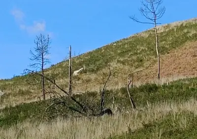 verbrannte Bäume im Naturpark Armorique
