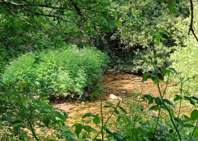 Naturaufnahme mit viel Grün und Wasserstelle auf dem Radweg nach Beg Meil