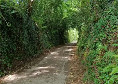 kleine Allee am Radweg nach Beg Meil