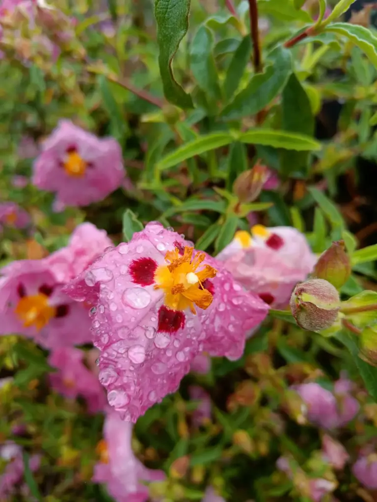 rosa Blüte mit gelbem Stempel und roten Flecken von Gewächs am Wegesrand in Tourony Bretagne
