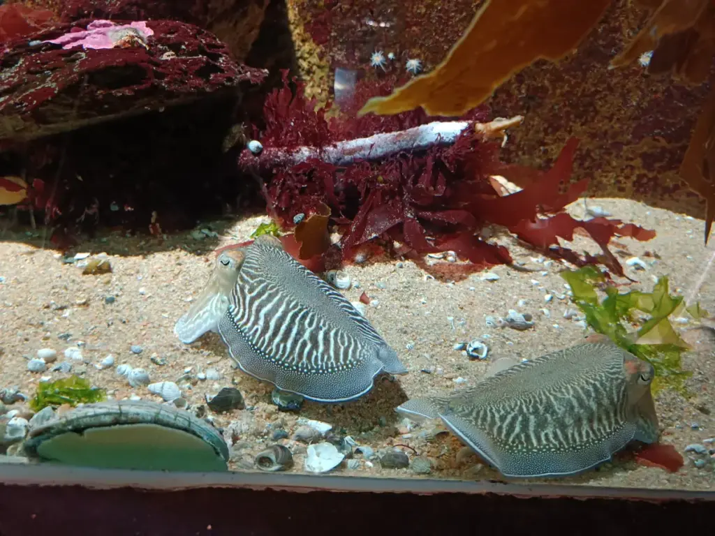 Tintenfische mit Zebramuster im Aquarium Trégastel