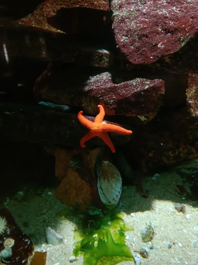 Seestern knallorange im Aquarium Trégastel