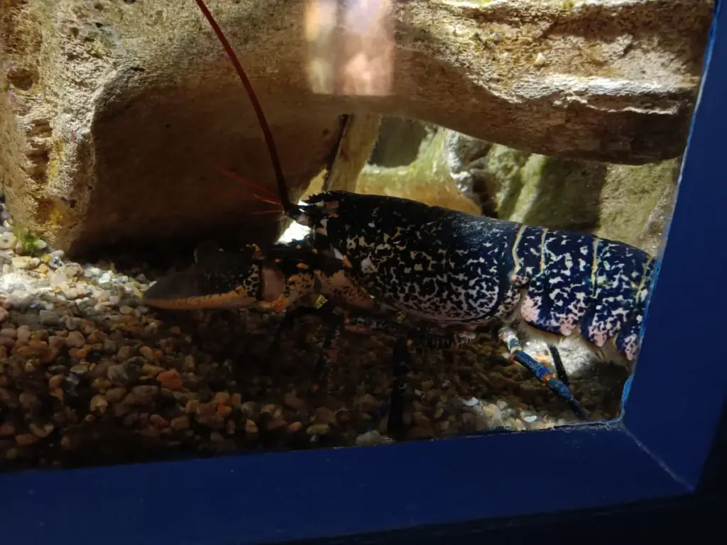 blauer Hummer Aquarium Trégastel