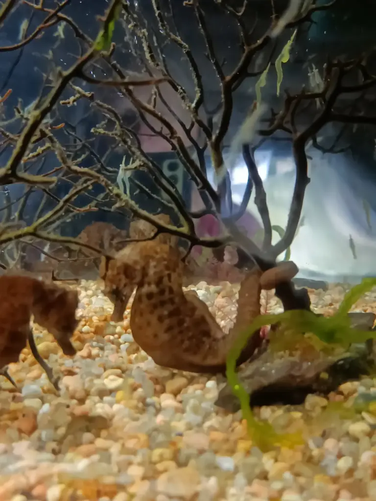 Seepferdchen Aquarium Trégastel