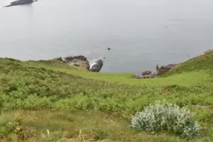 Hangbewuchs mit Meerblick an Cap Frehel, Bretagne