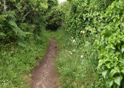 Küstenwanderweg in Le Diben mit viel Grün rechts und links