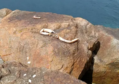 große Krabbenbeinrest auf Granitfelsen in Le Diben auf dem Pier