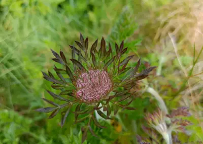 Blütenkopf Wilde Möhre mit sternförmigen Blättern am Wegesrand Le Diben