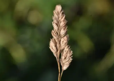 Makrofotografie von Grasblüte