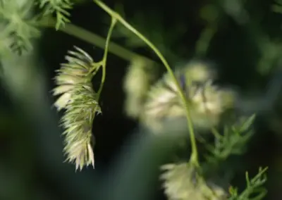 Makrofotografie Wiesen-Knäuelgras am Wegesrand in Le Diben
