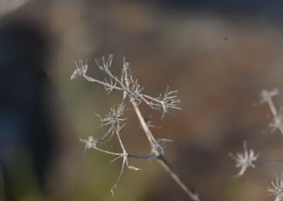 Makrofotografie zeigt nur noch die Überreste der wilden Möhre in Le Diben auf einem Seitenstreifen